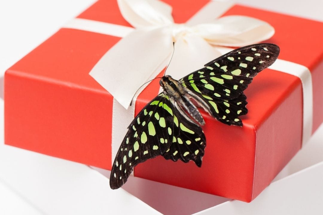 butterfly on a present