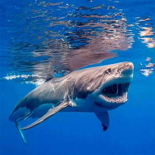 dive with white sharks