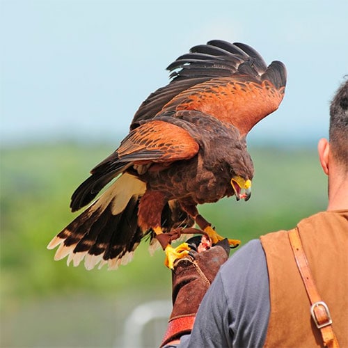 falconry lessons