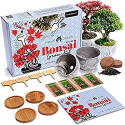 grown bonsai tree starter kit