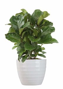 live indoor plant