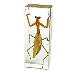 mantis paperweight