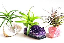plant crystals kit
