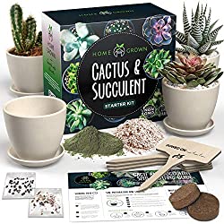 succulent and cactus seed kit