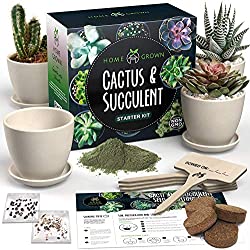 succulent and cactus starter kit