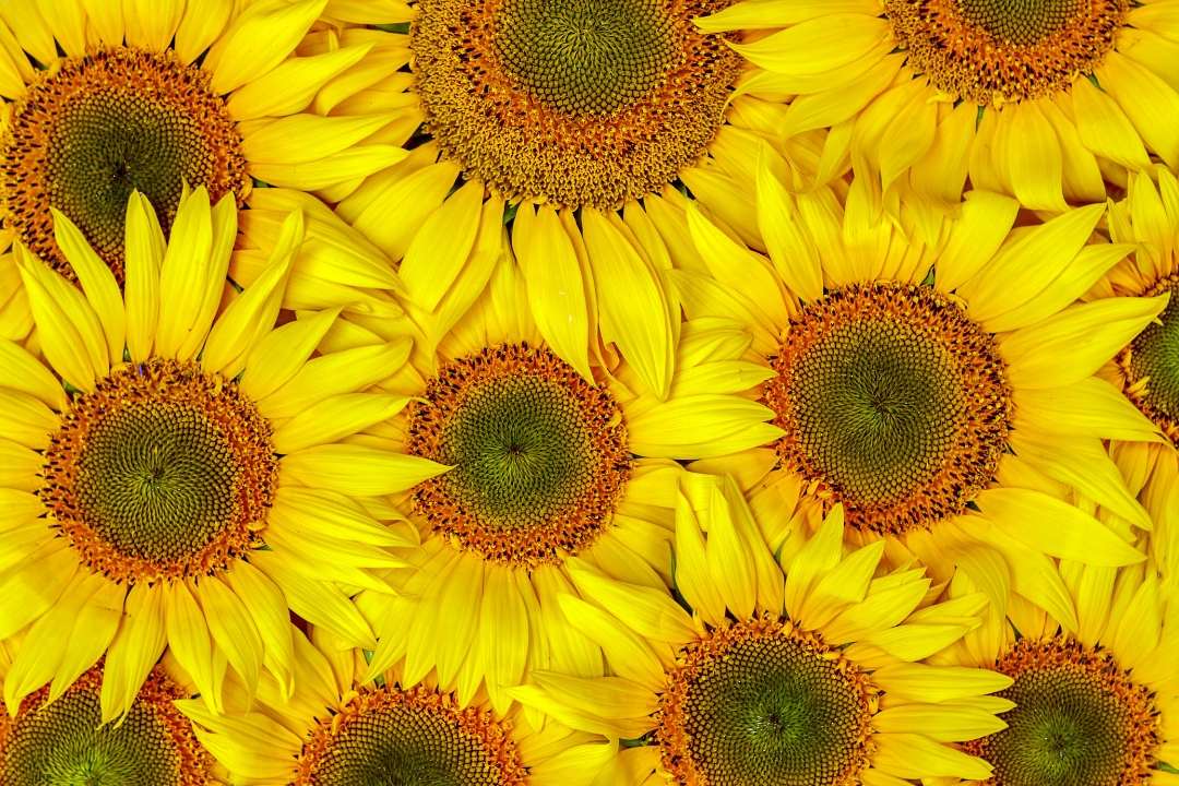 35 Spectacular Sunflower Gift Ideas Giftunicorn